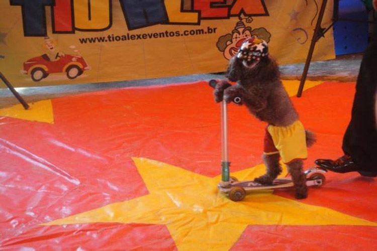 Cachorrinho no patinete