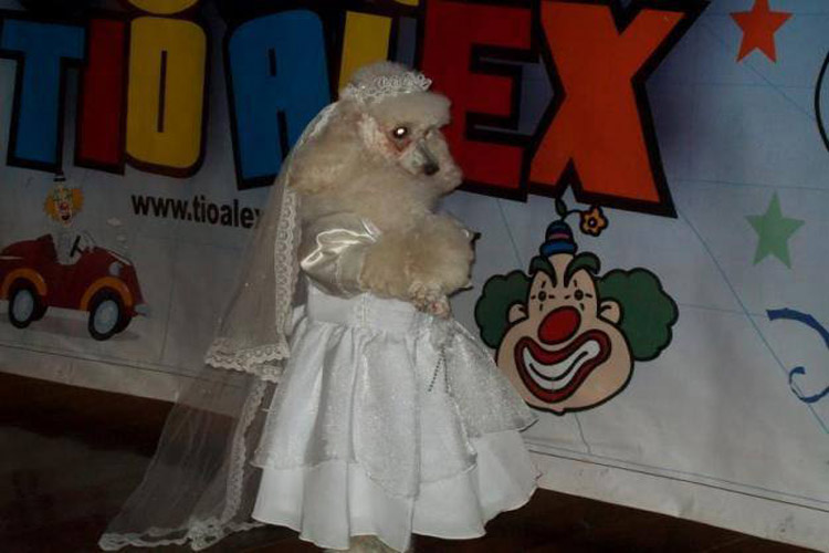 Cachorrinha de noiva