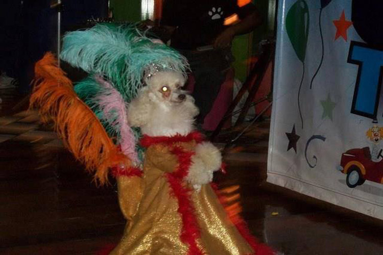 Cachorrinha de porta bandeira